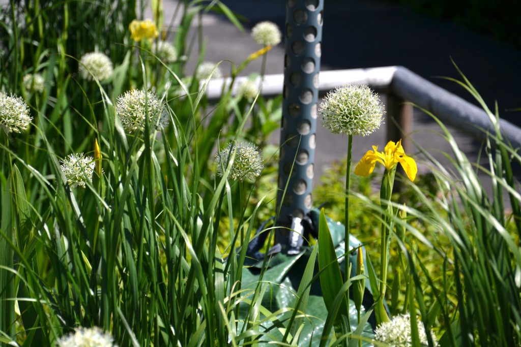 Detail on blooming bulbs in rain garden.